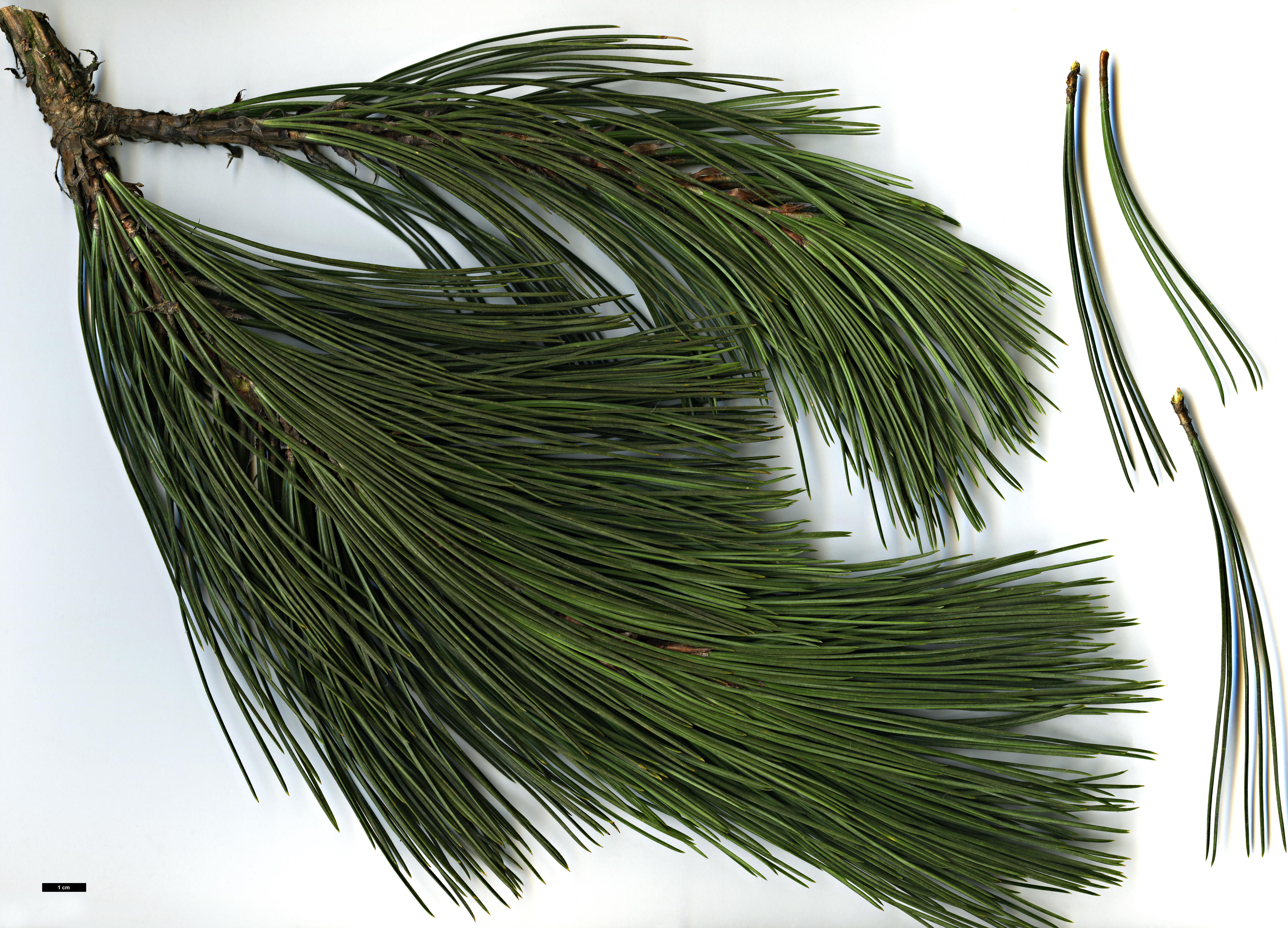 High resolution image: Family: Pinaceae - Genus: Pinus - Taxon: hartwegii
